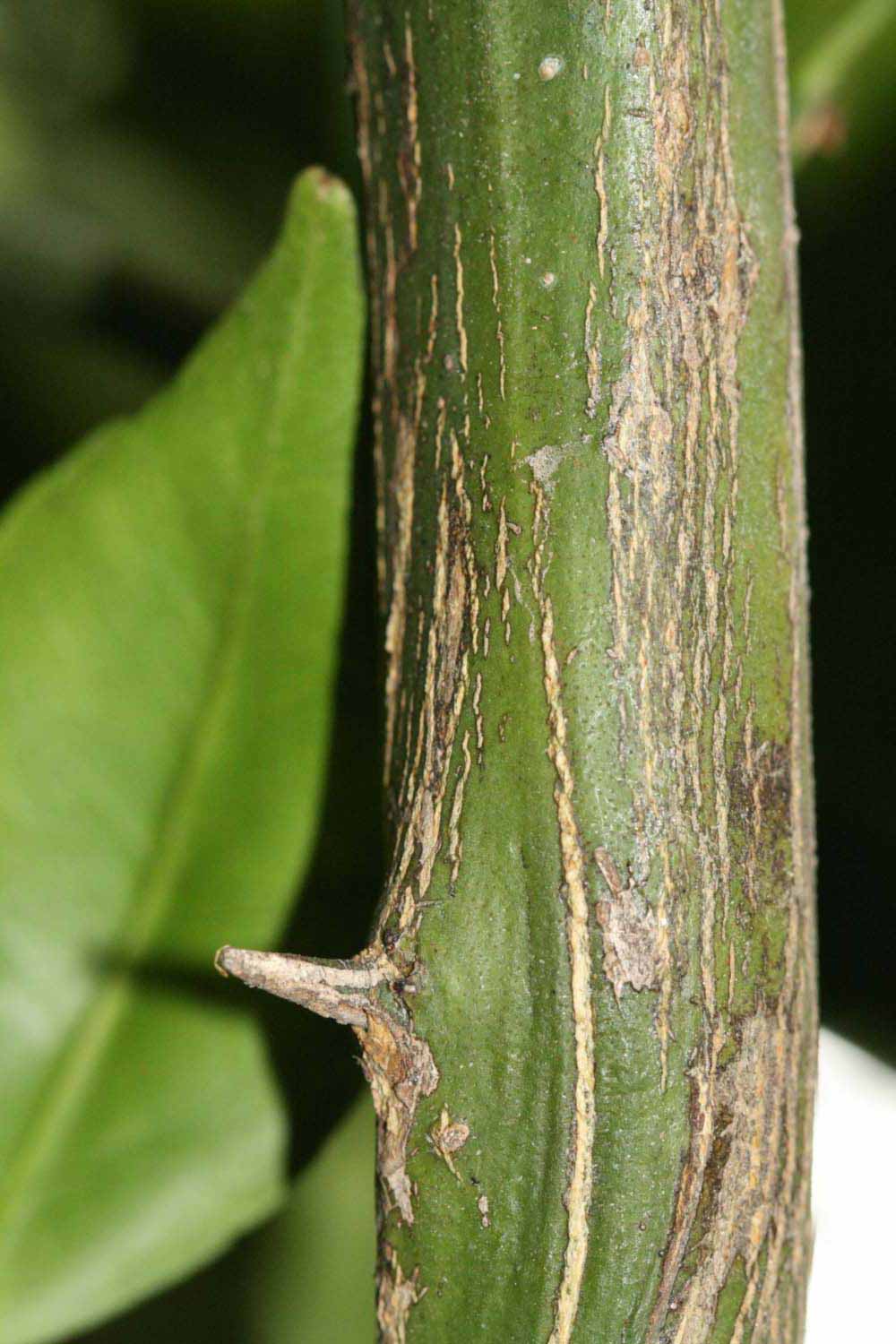              Second - third year twig (Riverside, CA)       